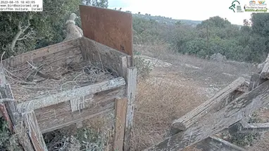Griffon Vulture Nest, The Israel Nature and Parks Authority Live Cam
